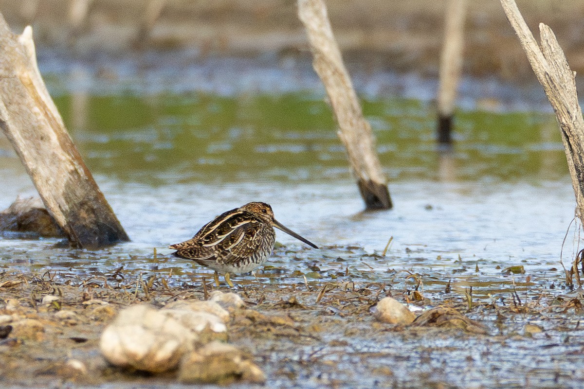 Wilson's Snipe - ML644935849