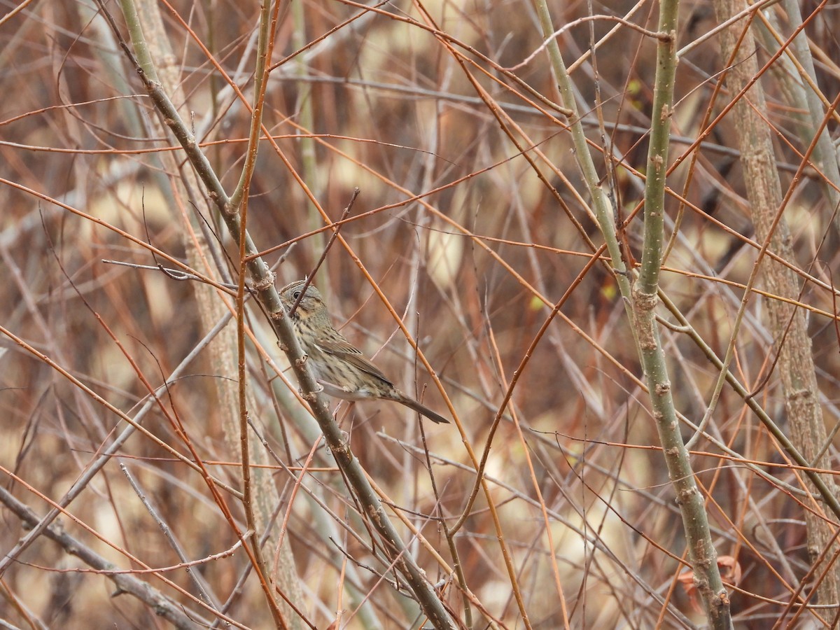 Пасовка вохриста - ML644935852