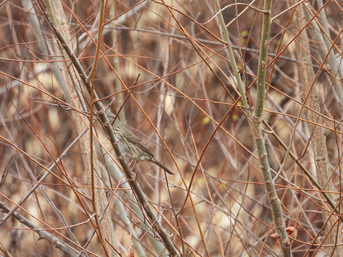 Пасовка вохриста - ML644935853