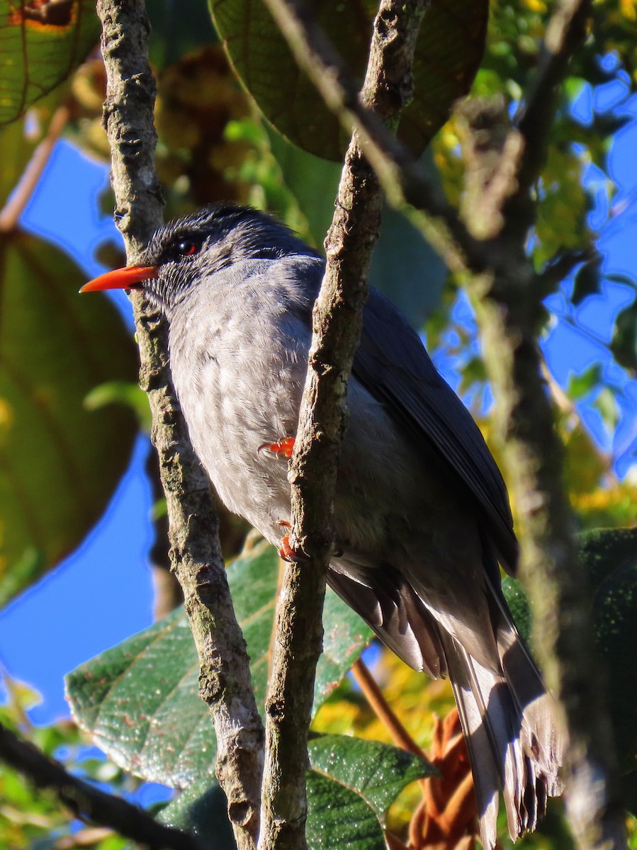 Malagasy Bulbul - ML644935871
