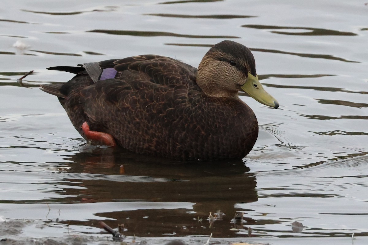 American Black Duck - ML644935886