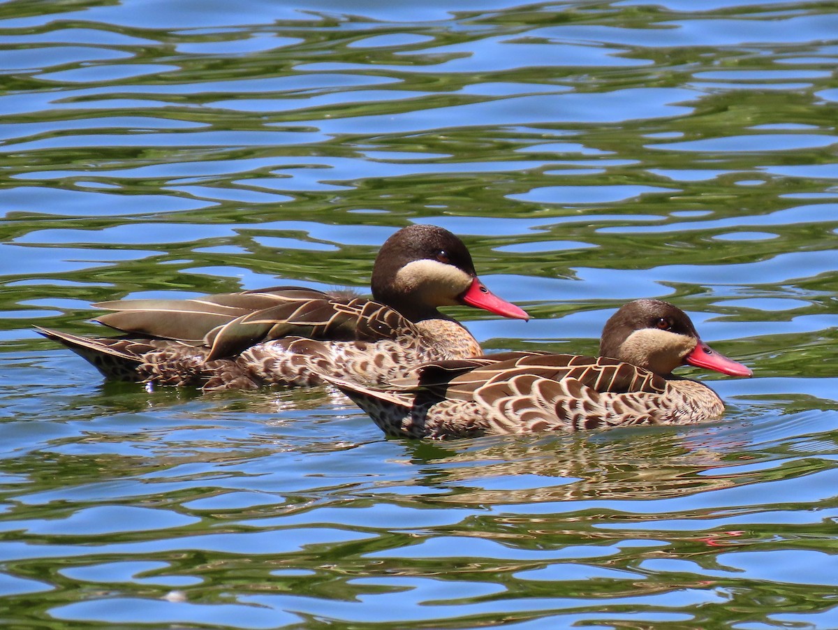 rødnebband - ML644935896