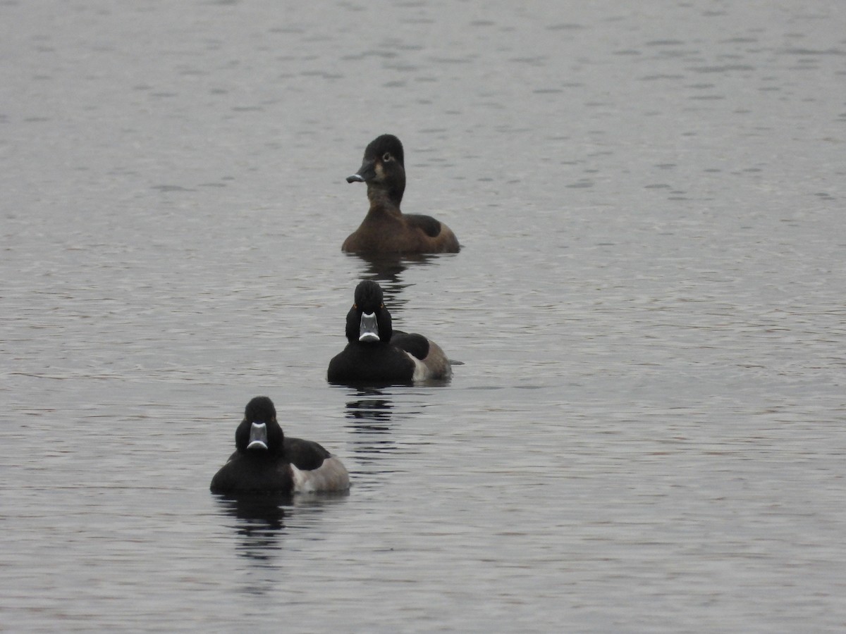 Чернь канадська - ML644935908