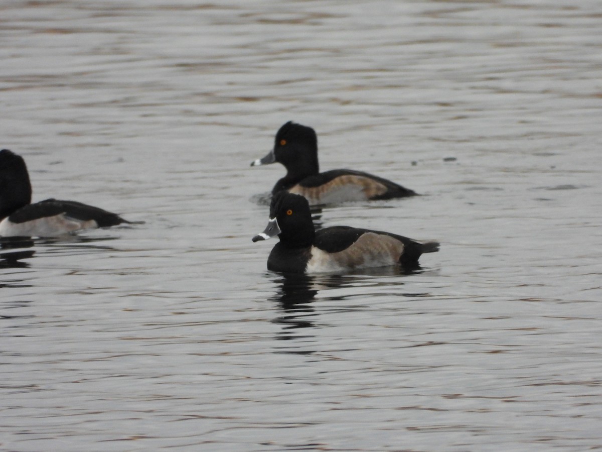 Чернь канадська - ML644935909