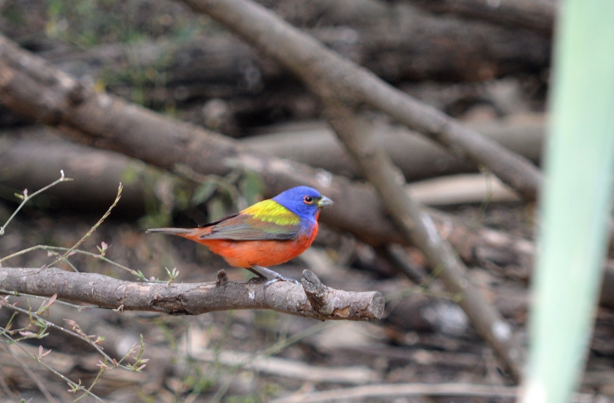 Painted Bunting - ML64493591