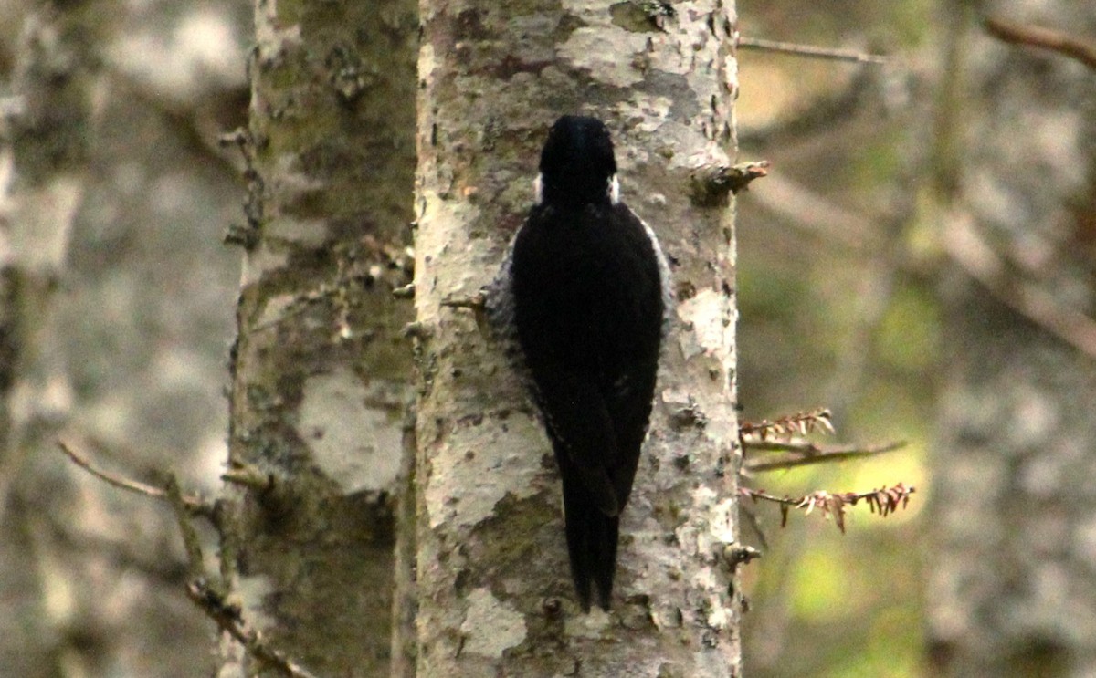 Black-backed Woodpecker - ML644935924