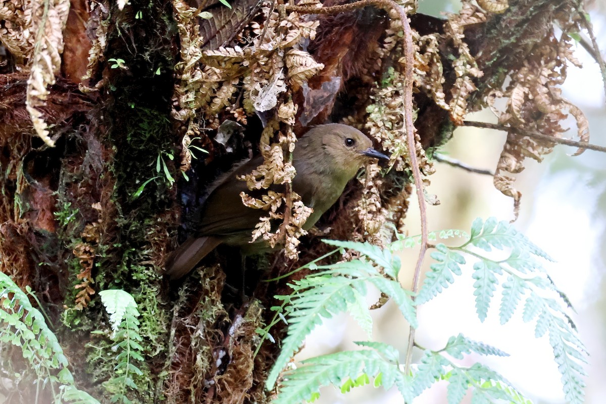 Large Scrubwren - ML644935934