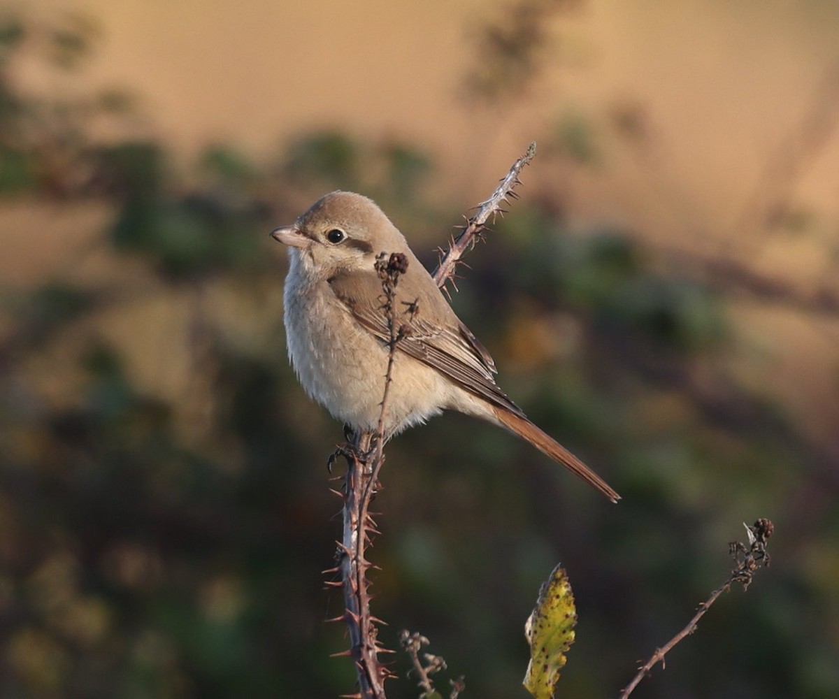 Isabelline Shrike - ML644935936
