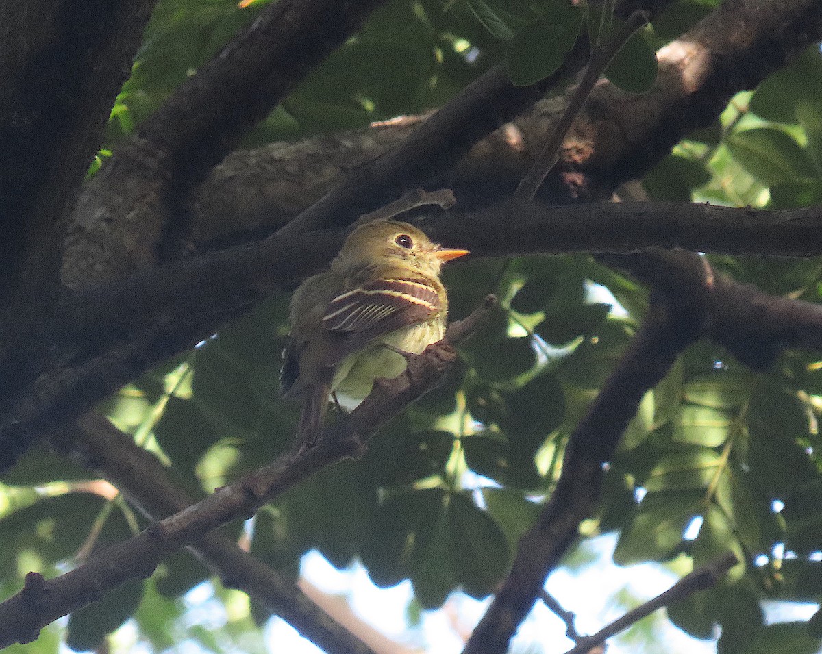 Mosquero Ventriamarillo - ML644935942