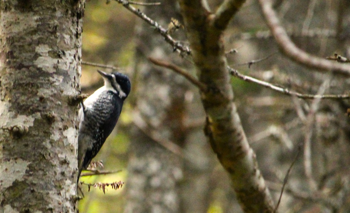 Black-backed Woodpecker - ML644935944