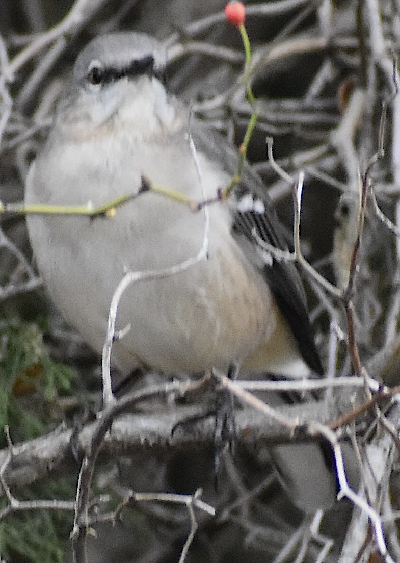 Northern Mockingbird - ML644935946