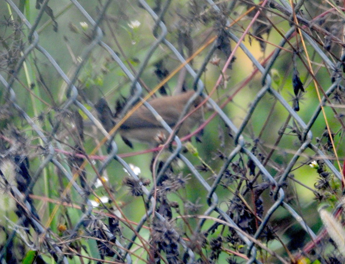 indigospurv - ML644935949