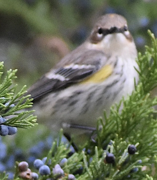 Yellow-rumped Warbler - ML644935955