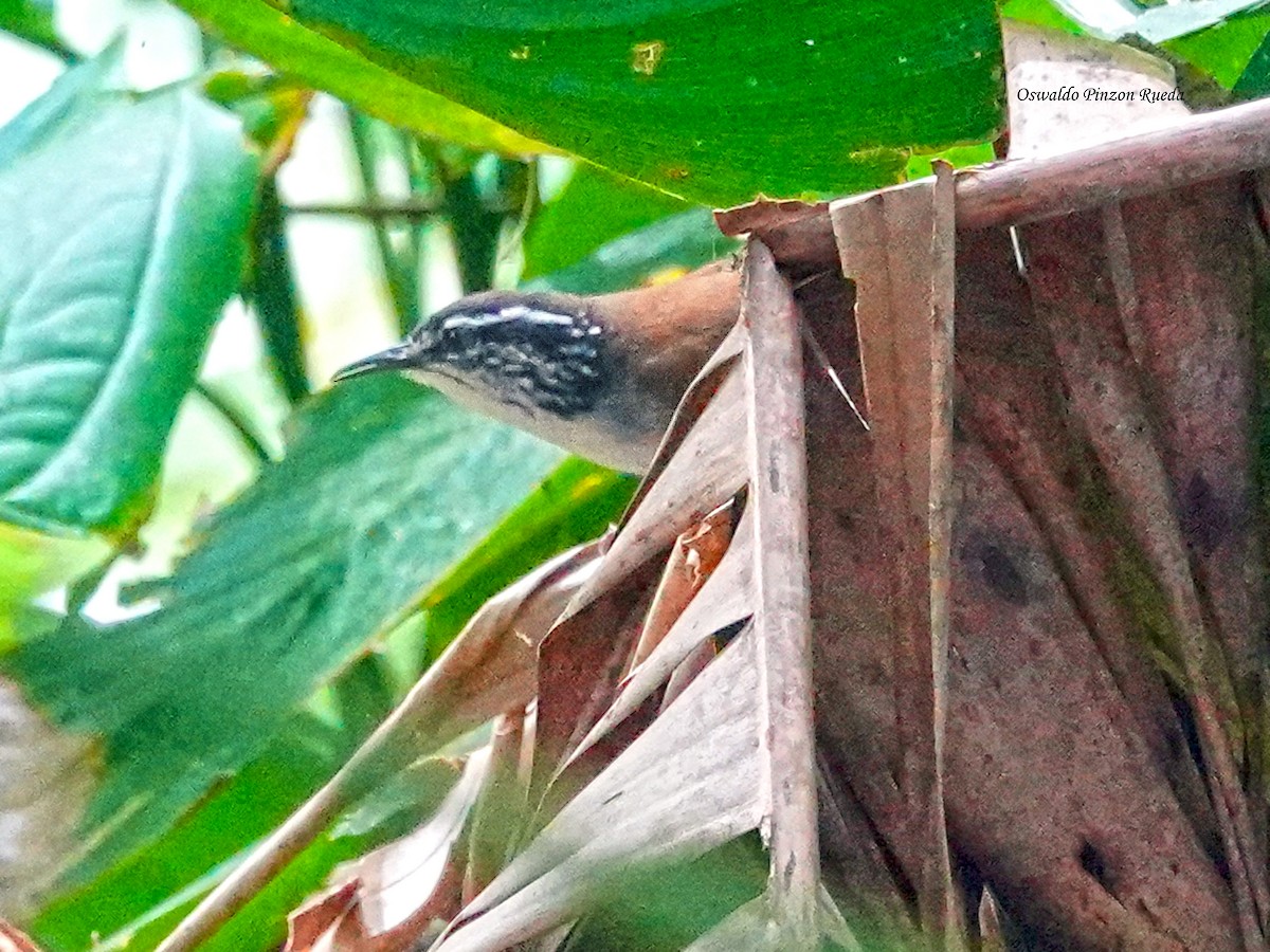 White-breasted Wood-Wren - ML644935956