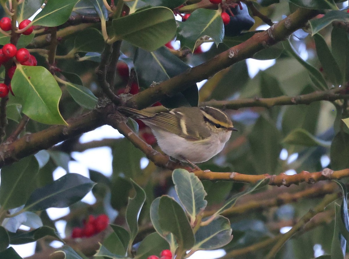 Pallas's Leaf Warbler - ML644935961