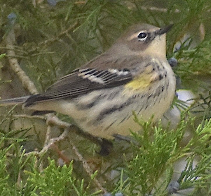 Yellow-rumped Warbler - ML644935963