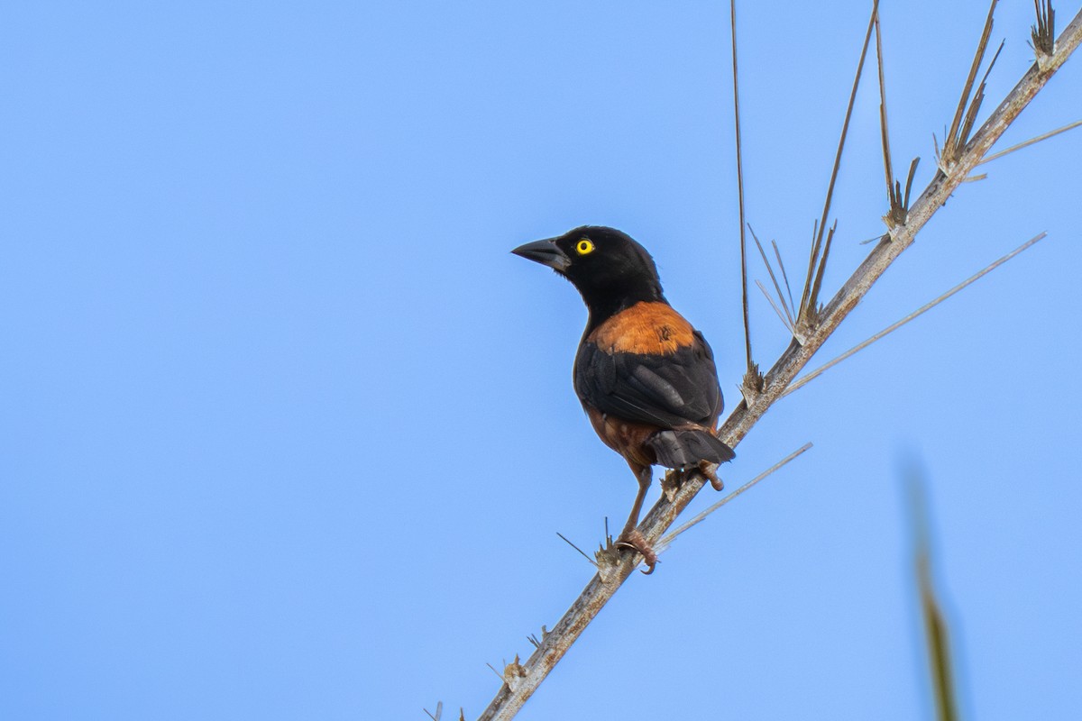 Chestnut-and-black Weaver - ML644935965