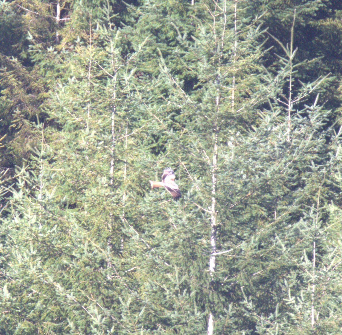 luňák červený (ssp. milvus) - ML644935969