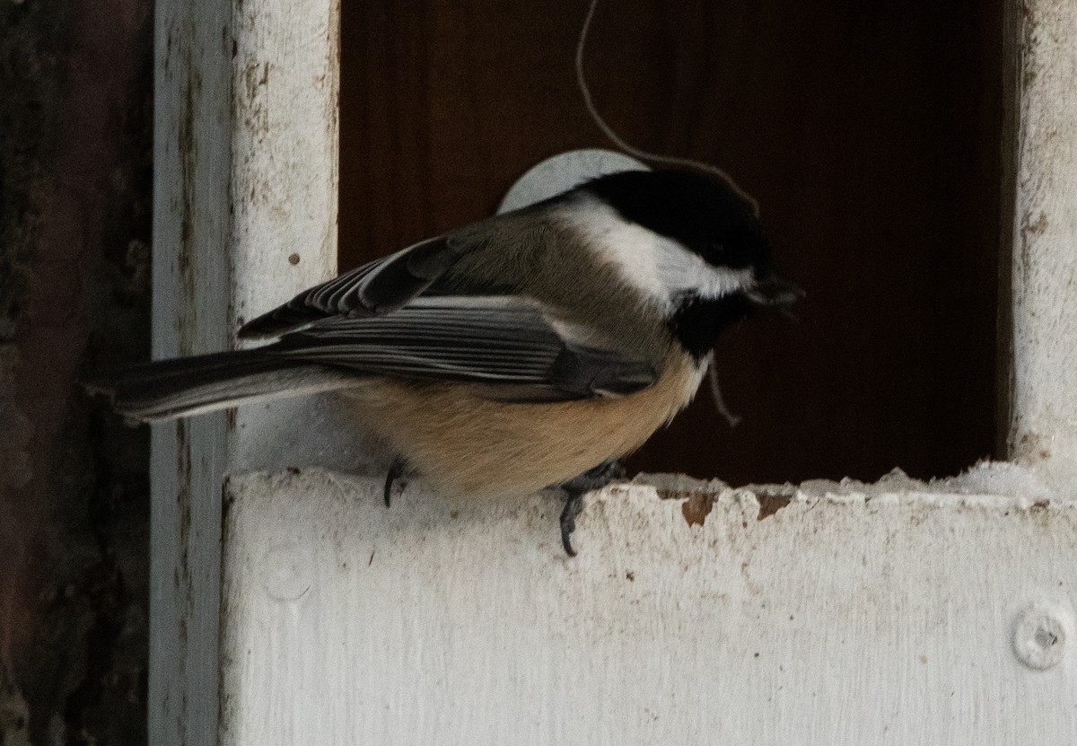 Black-capped Chickadee - ML644935976