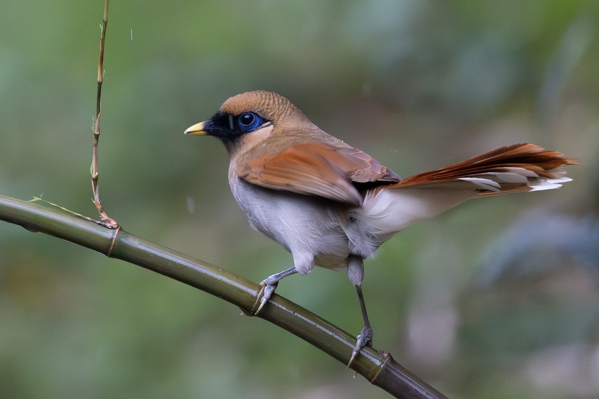 Buffy Laughingthrush - ML644935979