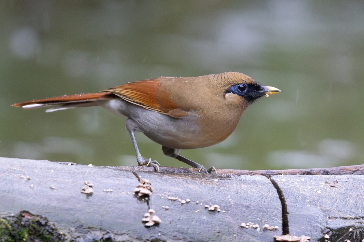 Buffy Laughingthrush - ML644935980