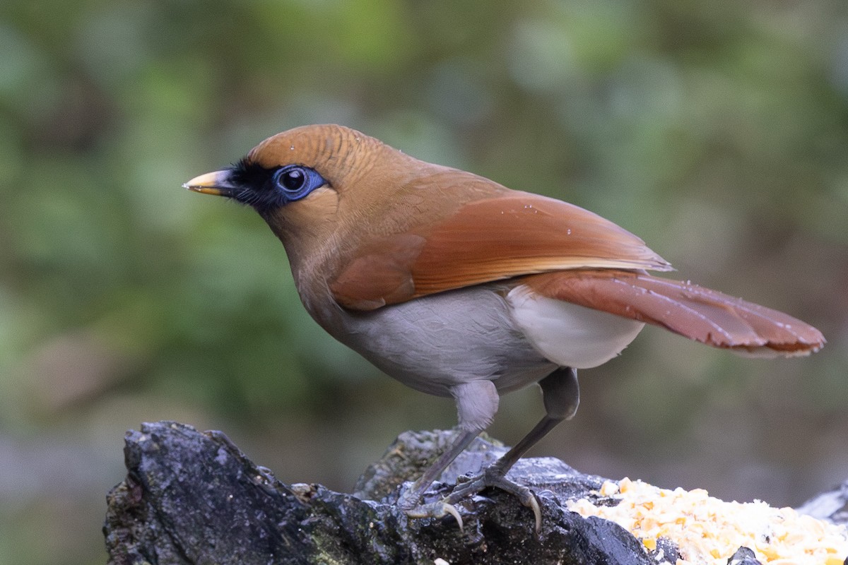 Buffy Laughingthrush - ML644935981