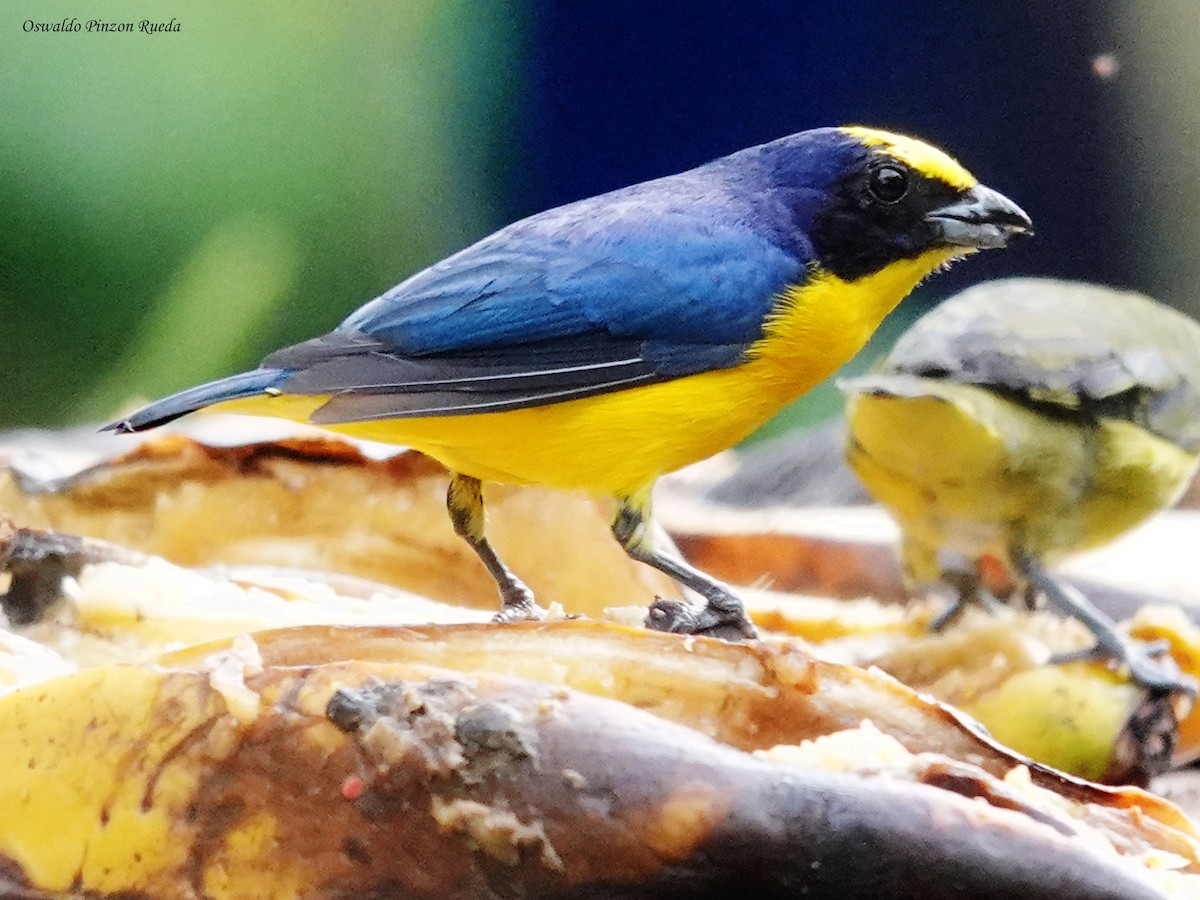 Thick-billed Euphonia - ML644935983
