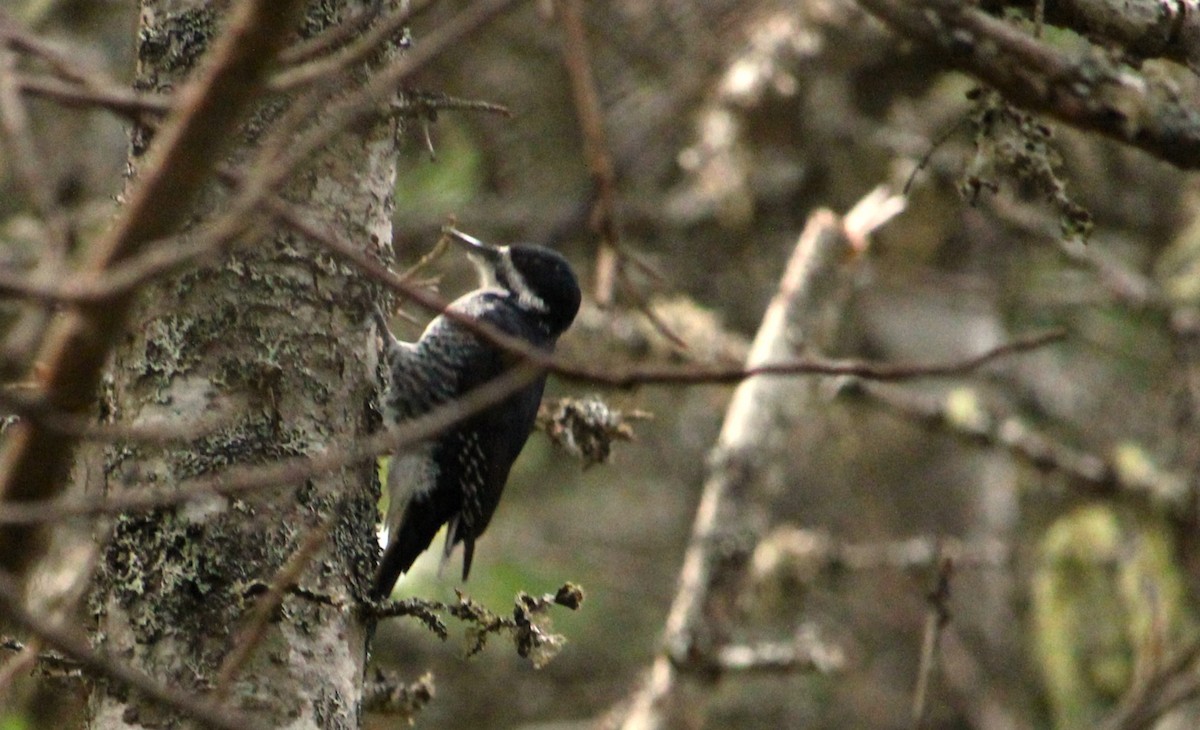 Black-backed Woodpecker - ML644935984