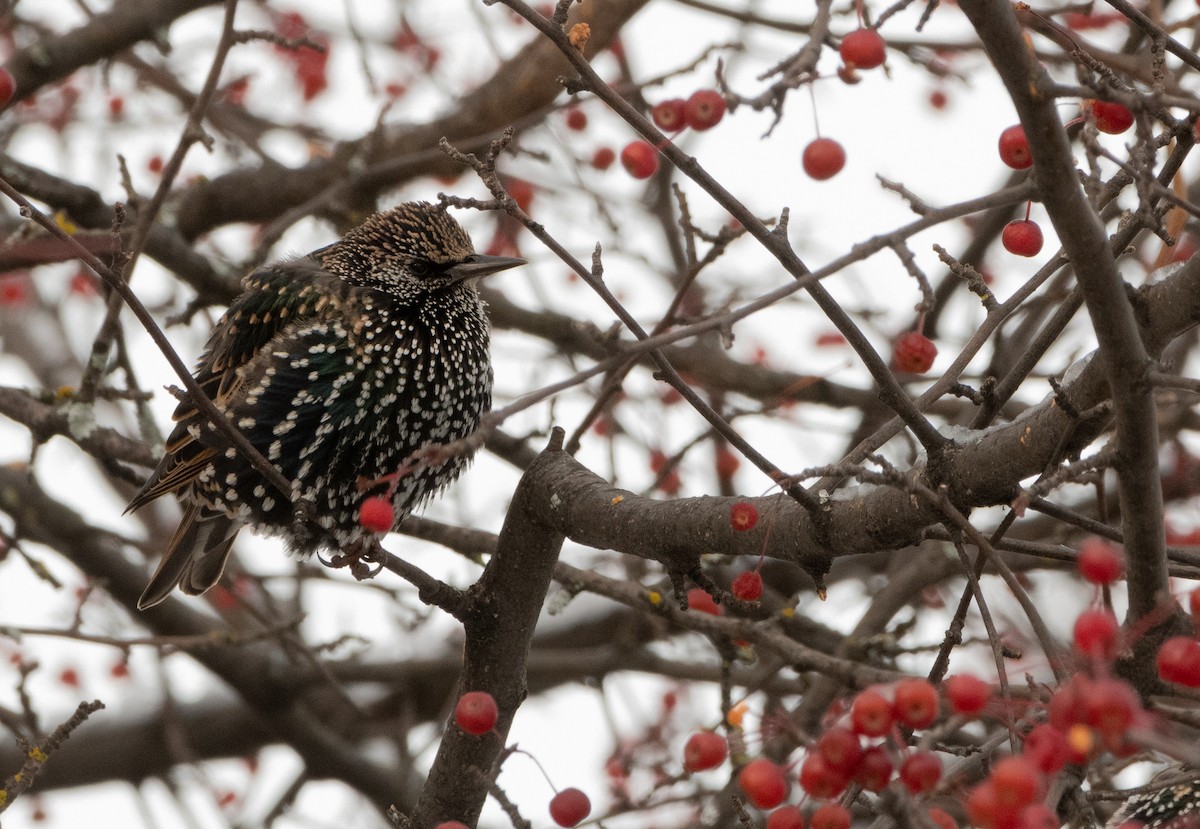 European Starling - ML644935994