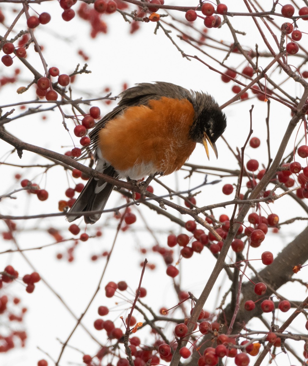 American Robin - ML644935997