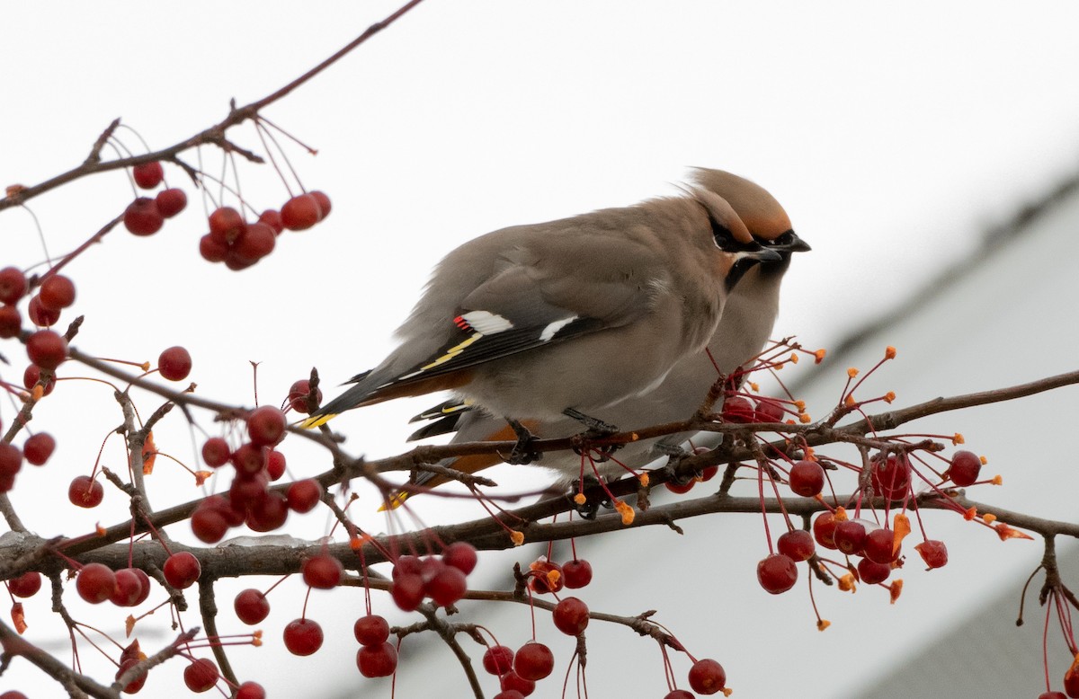 Bohemian Waxwing - ML644936006