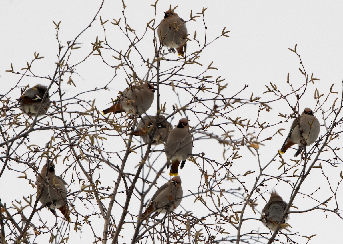 Bohemian Waxwing - ML644936007