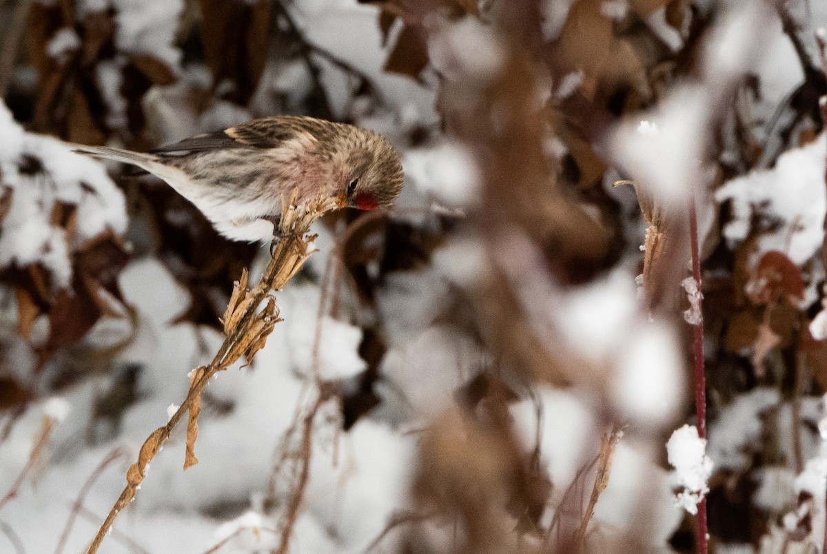 Redpoll - ML644936025