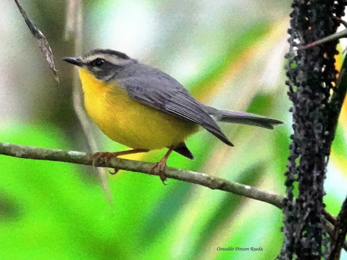 Golden-crowned Warbler - ML644936027