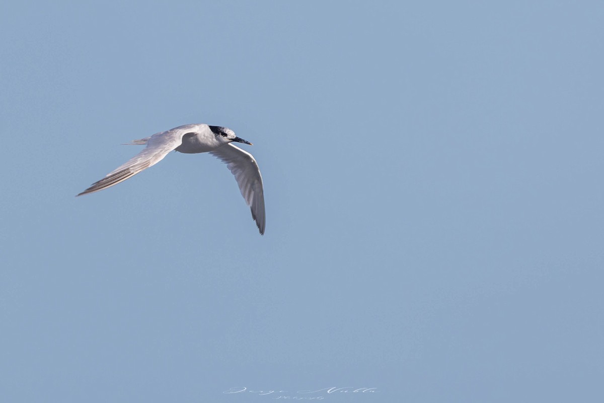 Sandwich Tern - ML644936057