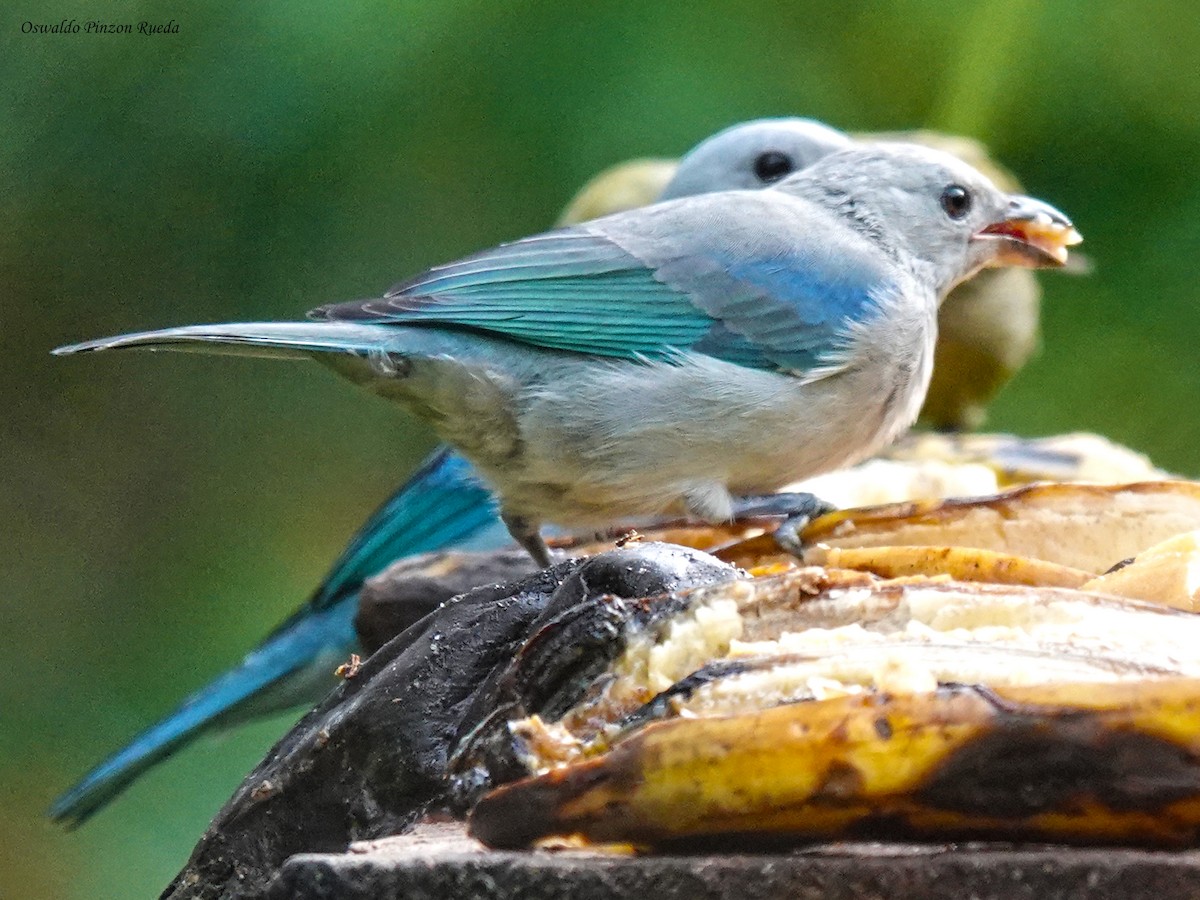 Blue-gray Tanager - ML644936059