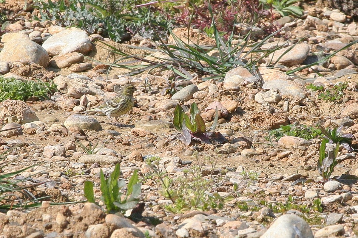 Txirriskila arrunta - ML644936063