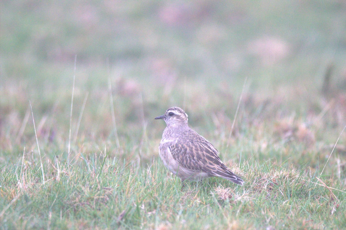 Eurasian Dotterel - ML644936067