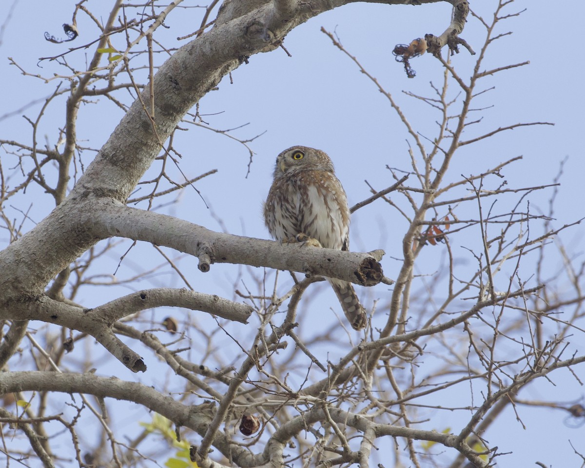 Pearl-spotted Owlet - ML644936077