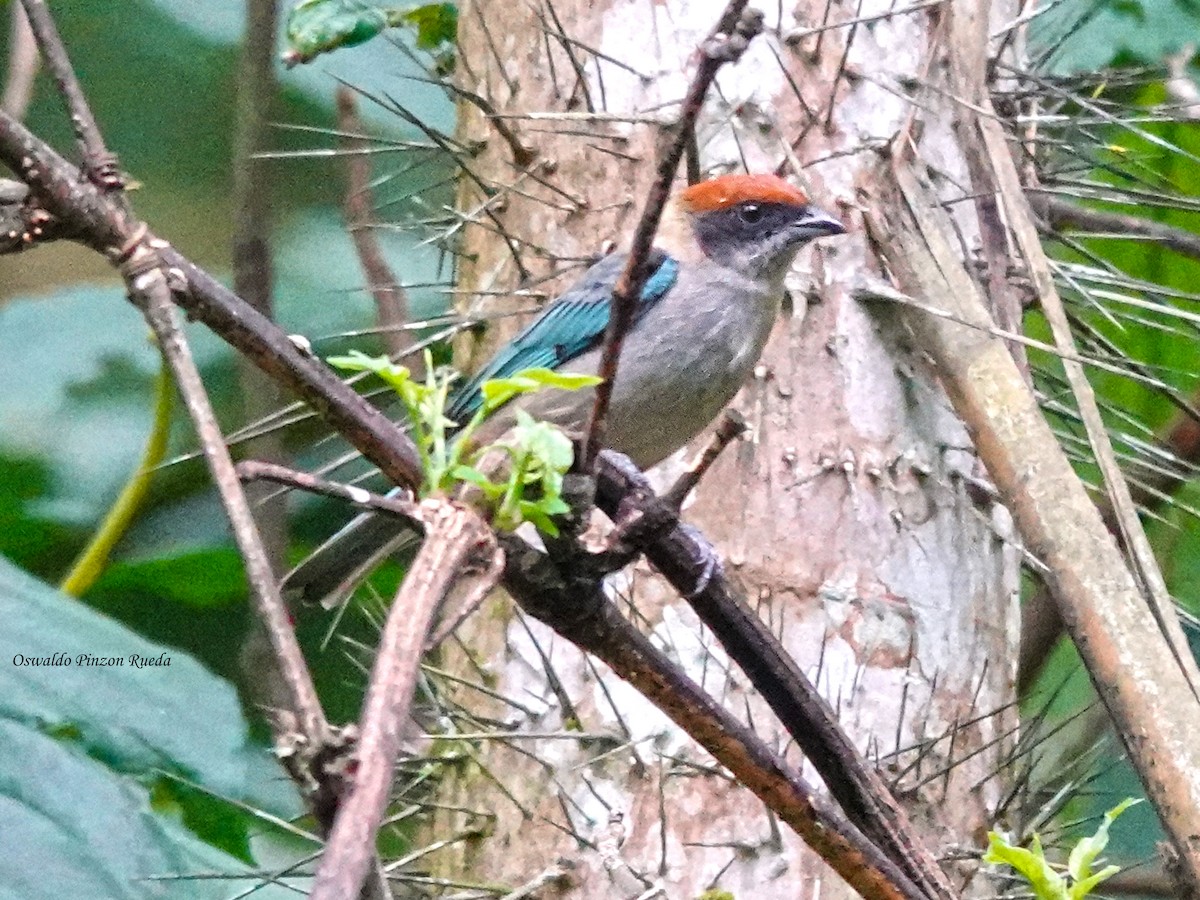 Scrub Tanager - ML644936090