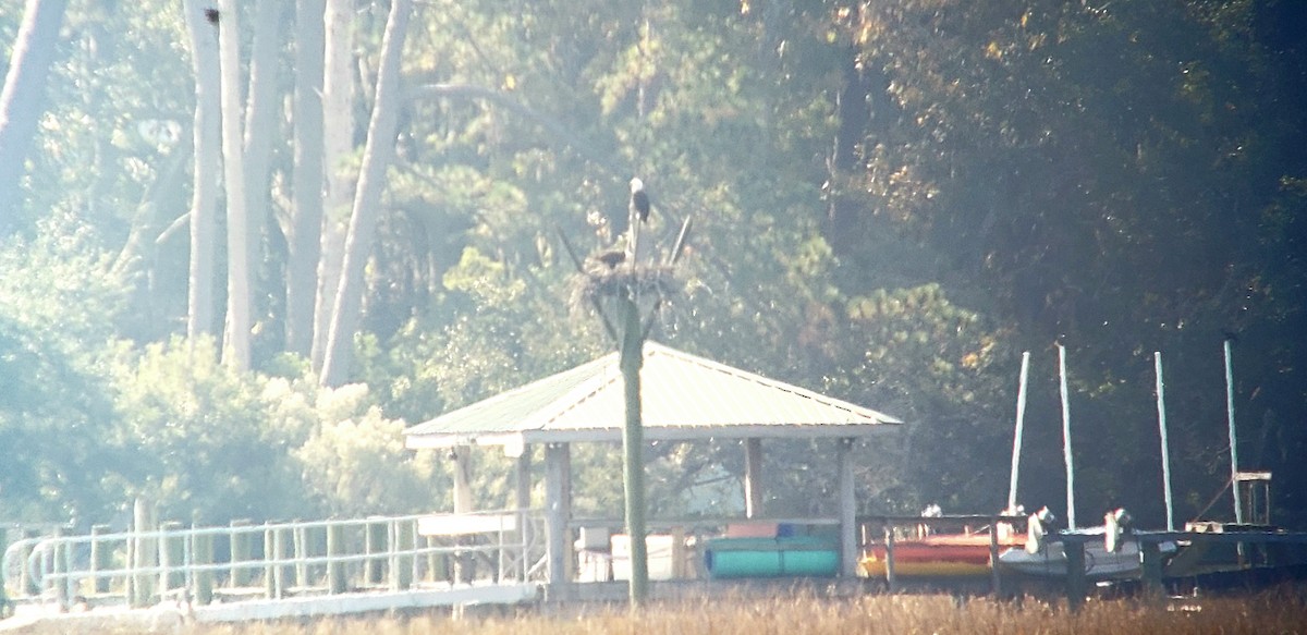 Bald Eagle - ML644936120