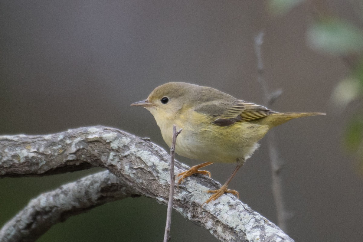 Northern Yellow Warbler - ML644936128