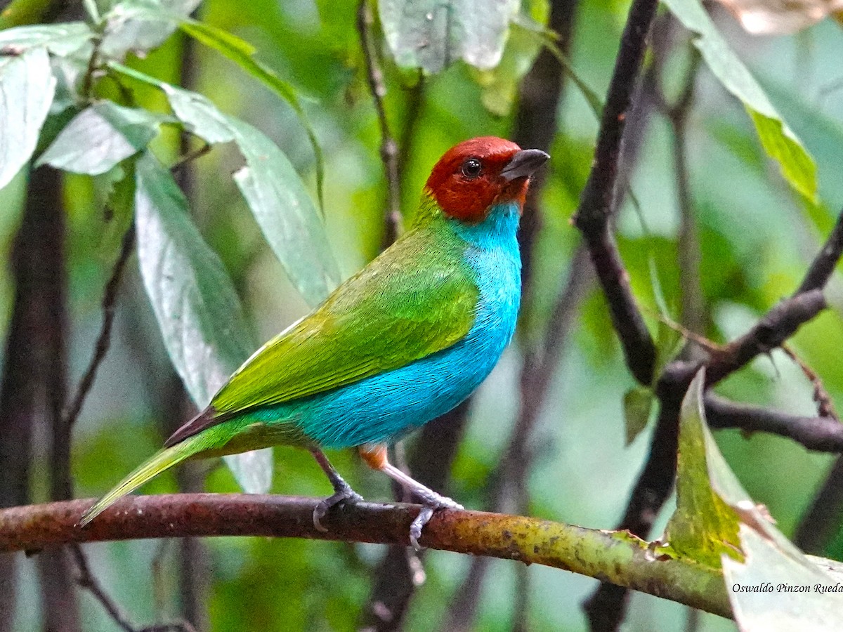 Рыжеголовая танагра - ML644936169