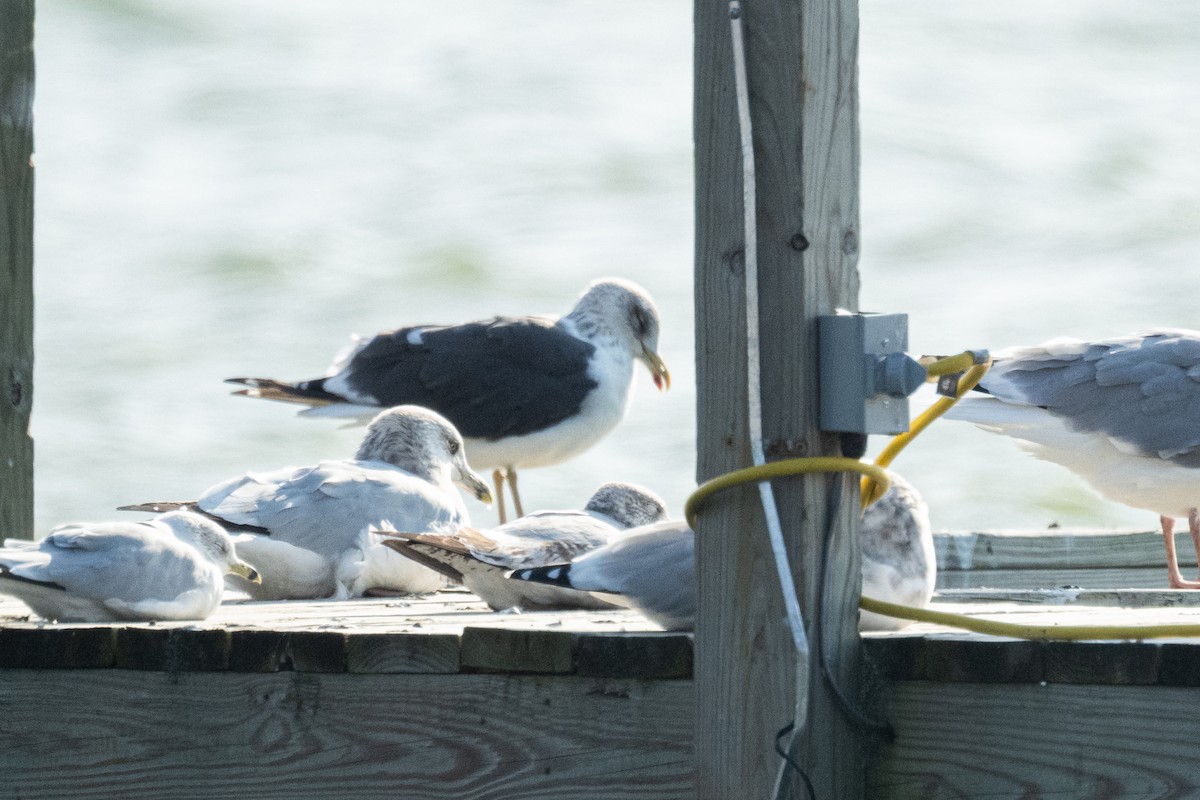 Lesser Black-backed Gull - ML644936179