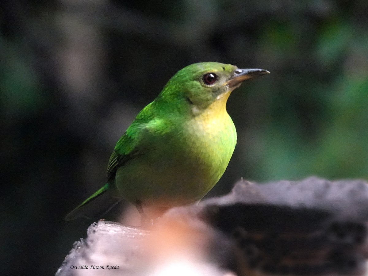 Green Honeycreeper - ML644936229