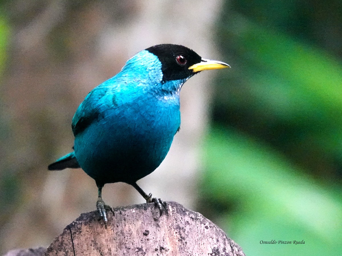 Green Honeycreeper - ML644936230