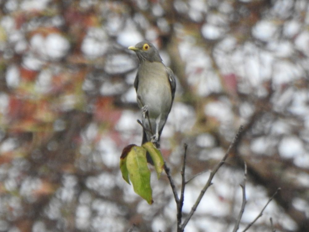 Spectacled Thrush - ML644936244
