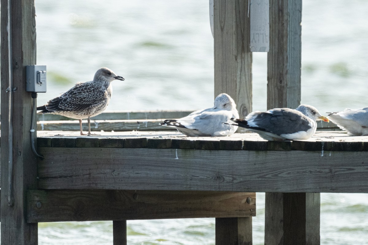Lesser Black-backed Gull - ML644936286
