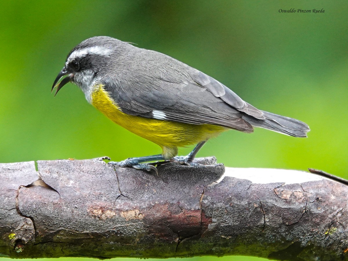 Bananaquit - ML644936288