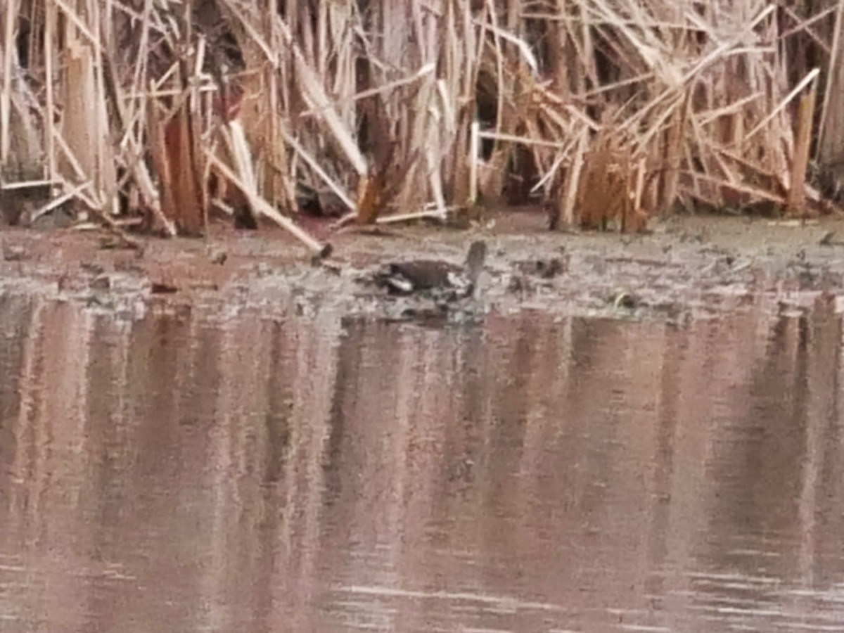 Курочка латиноамериканська - ML644936290